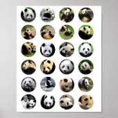 schattig panda - beer foto ' s van foto ' s van na poster (Voorkant)
