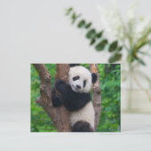 Schattig Panda Beer op de Boom Briefkaart (Staand voorkant)
