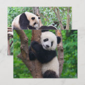 Schattig Panda Beer op de Boom Briefkaart (Voorkant / Achterkant)