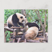 Schattig Panda Beer op de Boom Briefkaart (Achterkant)