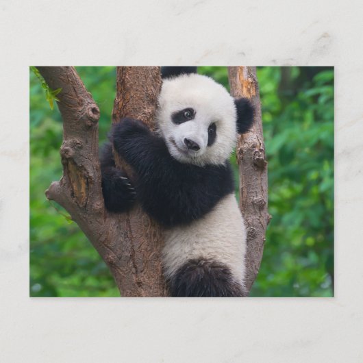 Schattig Panda Beer op de Boom Briefkaart (Voorkant)