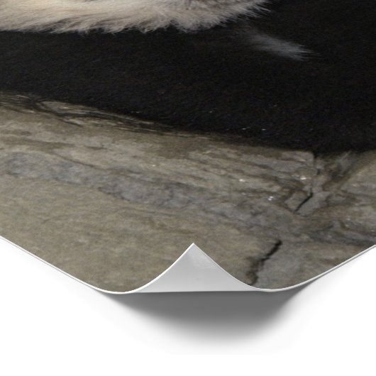 Schattig panda-poster. poster (Hoek)