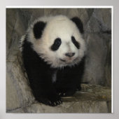 Schattig panda-poster. poster (Voorkant)