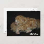 Schattig pasgeboren Perzische Kittens Briefkaart (Voorkant / Achterkant)