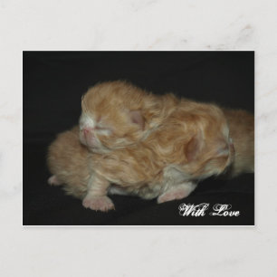 Schattig pasgeboren Perzische Kittens Briefkaart