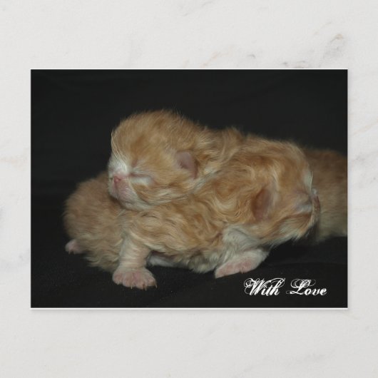 Schattig pasgeboren Perzische Kittens Briefkaart (Voorkant)