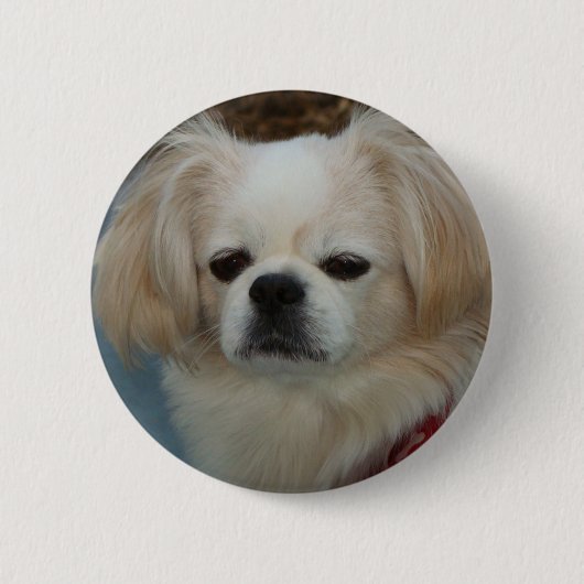 schattig Pekingese Ronde Button 5,7 Cm (Voorkant)