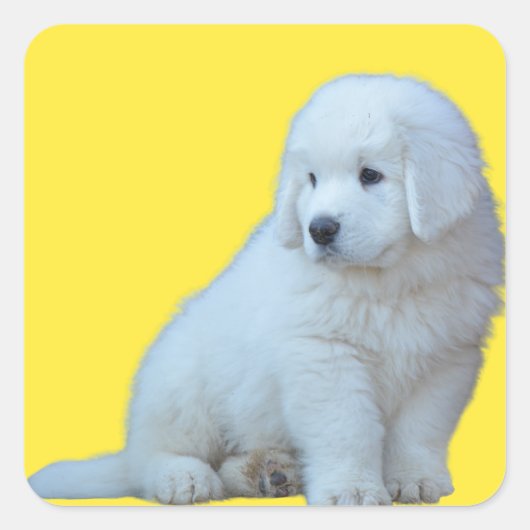 Schattig Polish Tatra Sheepdog Puppy Sticker (Voorkant)
