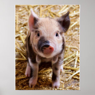 Schattig Poster