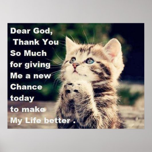 Schattig Poster Praying Kitten (Voorkant)
