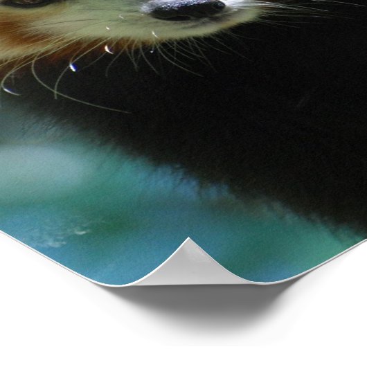 Schattig Poster Red Panda (Hoek)