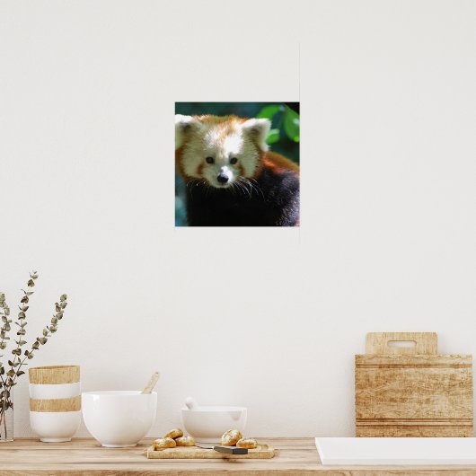 Schattig Poster Red Panda (Keuken)