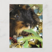 Schattig prettig kerst cavia briefkaart (Voorkant)