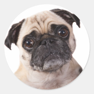 schattig pug dog ronde sticker