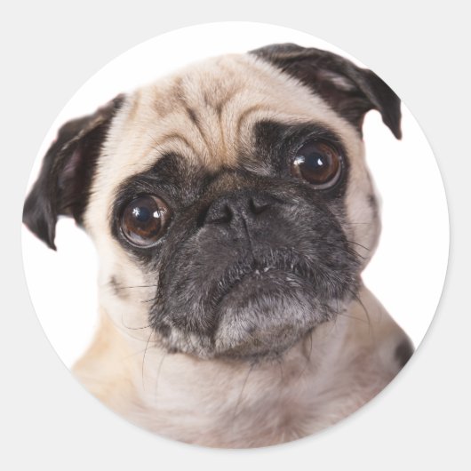 schattig pug dog ronde sticker (Voorkant)