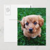 Schattig Puppy Photo Briefkaart (Voorkant / Achterkant)