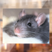 Schattig Raamsticker (Vel 2)