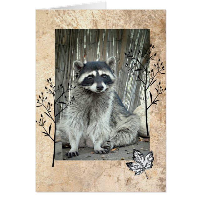 Schattig Raccoon (Voorkant)