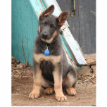 Schattig Rare Blue German Shepherd Puppy Staand Fotobeeldje<br><div class="desc">Blauwe puppies van de herder. Ze heeft de potentie. Het kleurblauw is een zeldzame kleur die te wijten is aan een recessief gen dat beide ouders moeten dragen om de blauwe/grijze jongen te laten geboren worden.</div>