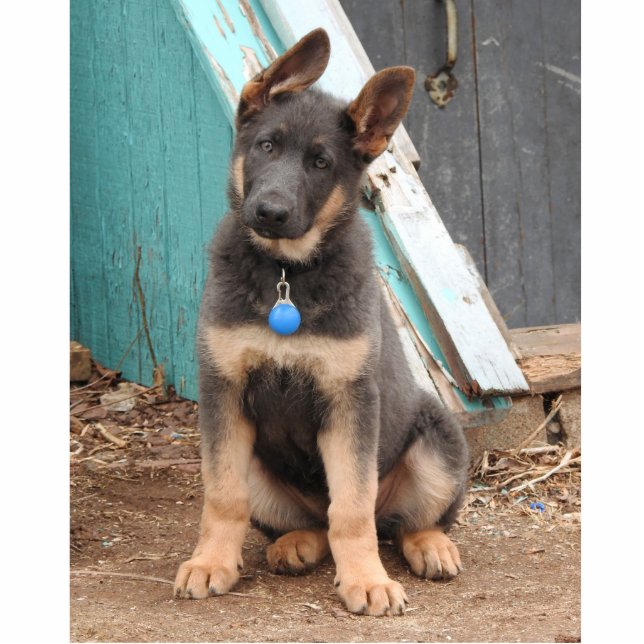 Schattig Rare Blue German Shepherd Puppy Staand Fotobeeldje (Voorkant)