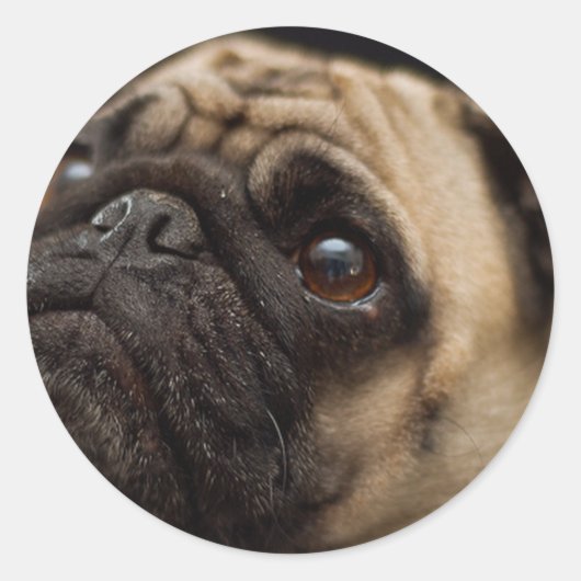 Schattig Ronde Sticker (Voorkant)