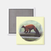 Schattig rood-gerimpeld lemur rood bont witte hals magneet (Voorkant / Achterkant)