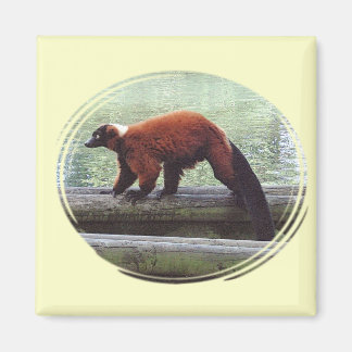 Schattig rood-gerimpeld lemur rood bont witte hals magneet