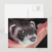 Schattig Sable Ferret Foto Briefkaart (Voorkant / Achterkant)