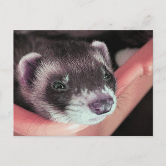 Schattig Sable Ferret Foto Briefkaart (Voorkant)