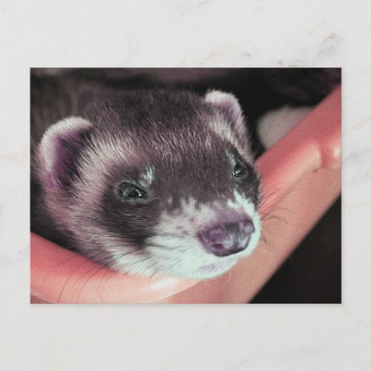 Schattig Sable Ferret Foto Briefkaart (Voorkant)