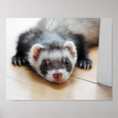 Schattig Sable Ferret Poster (Voorkant)