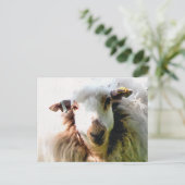 SCHATTIG SCHAAP BRIEFKAART (Staand voorkant)