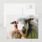 SCHATTIG SCHAAP BRIEFKAART (Voorkant / Achterkant)