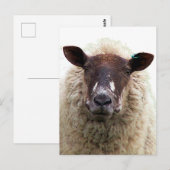 SCHATTIG SCHAAP BRIEFKAART (Voorkant / Achterkant)