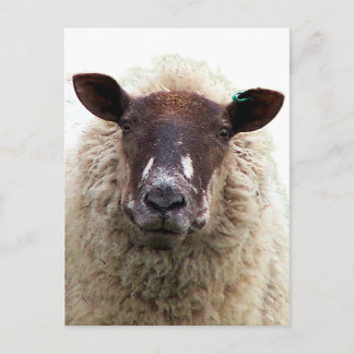 SCHATTIG SCHAAP BRIEFKAART