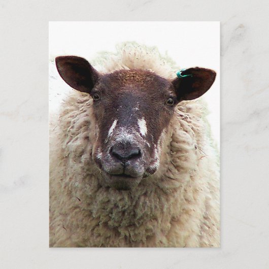 SCHATTIG SCHAAP BRIEFKAART (Voorkant)