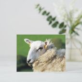 SCHATTIG SCHAAP BRIEFKAART (Staand voorkant)