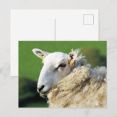 SCHATTIG SCHAAP BRIEFKAART (Voorkant / Achterkant)
