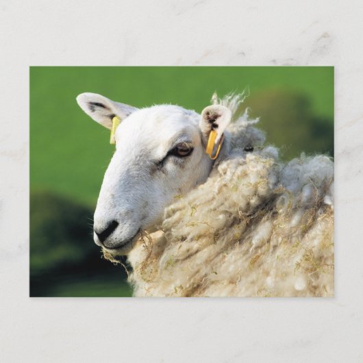 SCHATTIG SCHAAP BRIEFKAART (Voorkant)