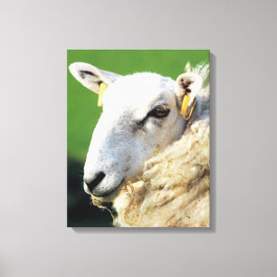 SCHATTIG SCHAAP CANVAS AFDRUK