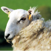 SCHATTIG SCHAAP CANVAS AFDRUK