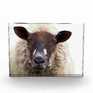 SCHATTIG SCHAAP FOTOBLOKKEN