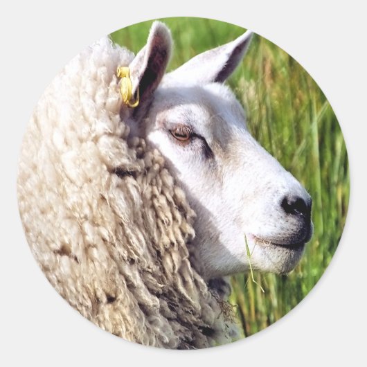 SCHATTIG SCHAAP RONDE STICKER (Voorkant)