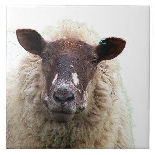 SCHATTIG SCHAAP TEGELTJE