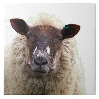 SCHATTIG SCHAAP TEGELTJE