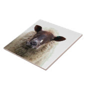 SCHATTIG SCHAAP TEGELTJE (Zijkant)