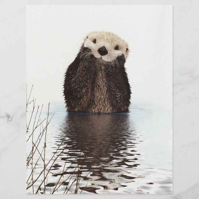 Schattig Schattig pluizig otter dier (Voorkant)