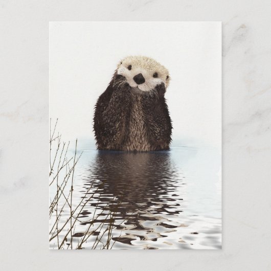 Schattig Schattig pluizig otter dier Briefkaart (Voorkant)