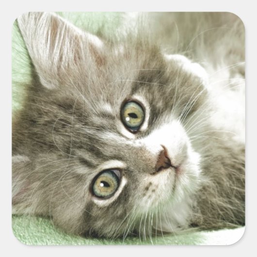 Schattig Schattige Grijs Tabby Kitten Paw Play Tap Vierkante Sticker (Voorkant)