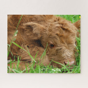 Schattig Schotse hoogland Calf Legpuzzel